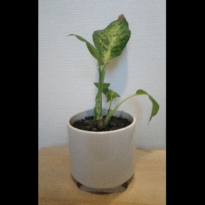 Dieffenbachia seguine