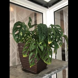 Monstera obliqua