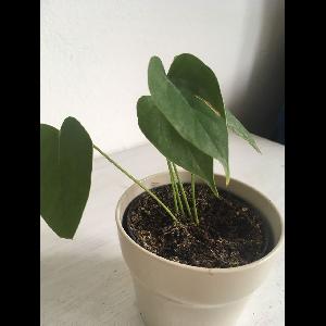 Anthurium andraeanum