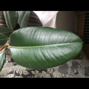 Ficus elastica