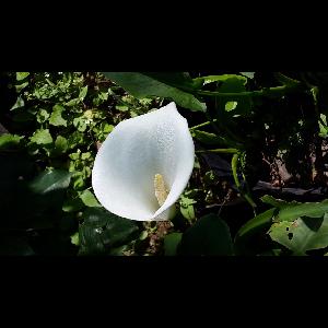 Zantedeschia aethiopica