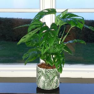 Monstera obliqua