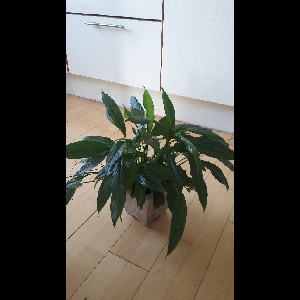 Spathiphyllum wallisii