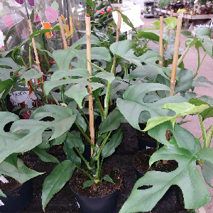Monstera deliciosa