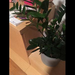 Zamioculcas zamiifolia