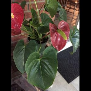 Anthurium andraeanum