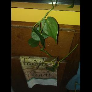 Philodendron cordatum