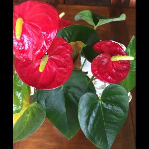 Anthurium andraeanum