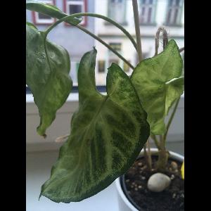 Syngonium podophyllum