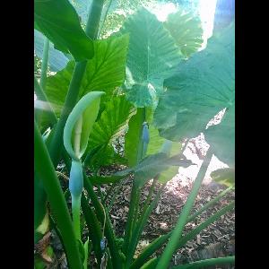 Alocasia macrorrhizos