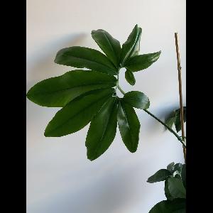 Philodendron goeldii