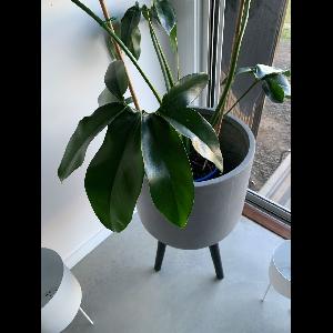 Philodendron goeldii