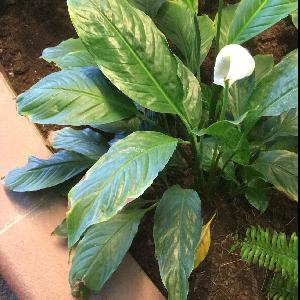 Spathiphyllum lanceifolium