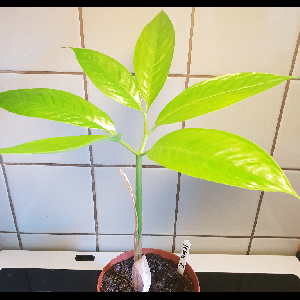 Amorphophallus titanum
