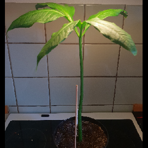 Amorphophallus titanum