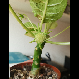 Dorstenia foetida