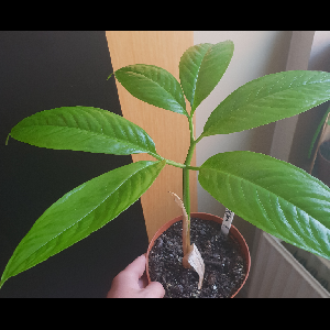 Amorphophallus titanum