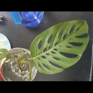 Monstera adansonii