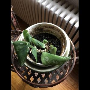 Scindapsus pictus