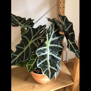 Alocasia 'Polly'