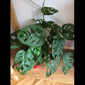 Monstera adansonii