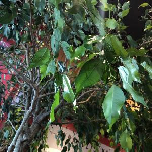 Ficus benjamina