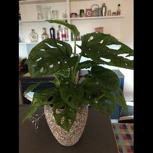 Monstera adansonii