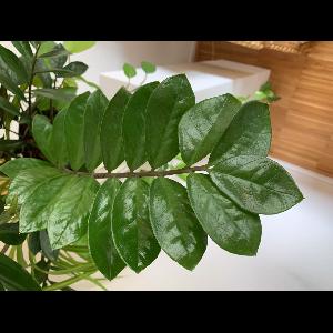 Zamioculcas zamiifolia