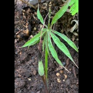 Arisaema ciliatum