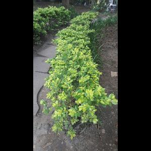 Ficus microcarpa