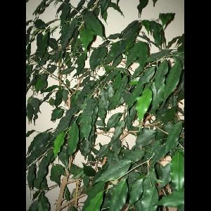 Ficus benjamina
