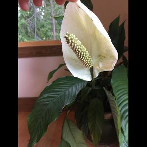 Spathiphyllum lanceifolium
