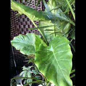 Alocasia macrorrhizos