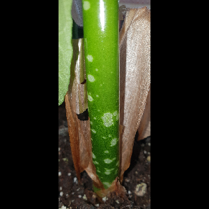 Amorphophallus titanum