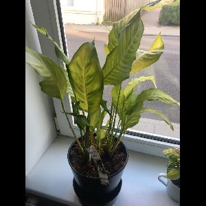 Aglaonema modestum