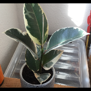 Ficus elastica