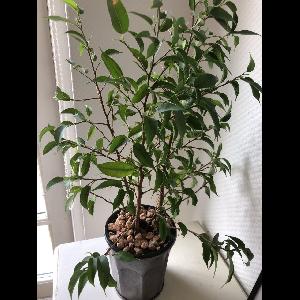Ficus benjamina