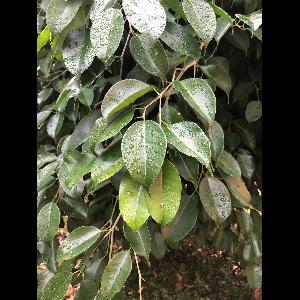 Ficus benjamina