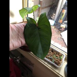 Syngonium podophyllum