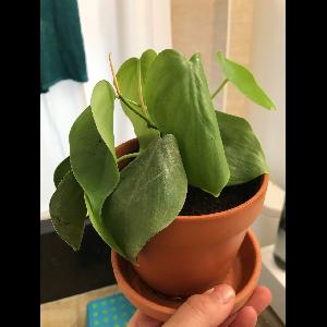 Philodendron cordatum