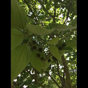 Broussonetia papyrifera