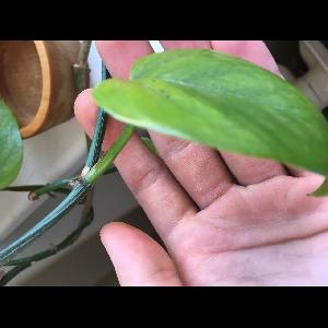 Philodendron cordatum
