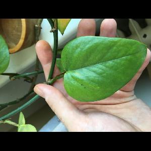 Philodendron cordatum