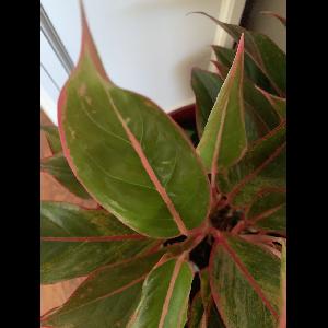 Aglaonema modestum