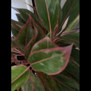 Aglaonema modestum