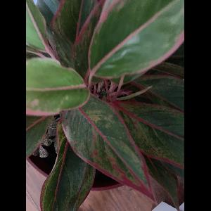 Aglaonema modestum
