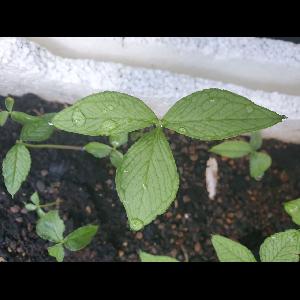 Arisaema franchetianum
