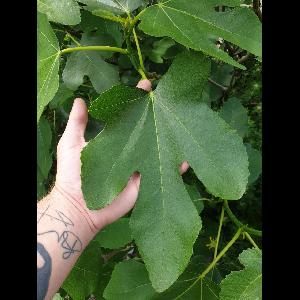 Ficus carica