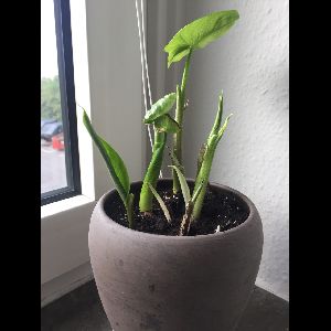 Zantedeschia aethiopica