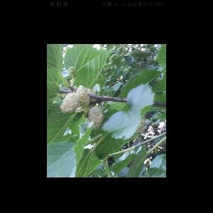 Morus alba